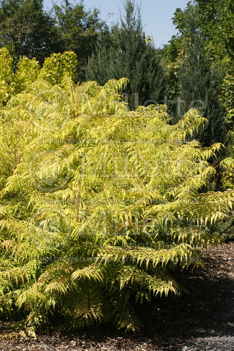 Rhus Bailtiger or Tiger Eyes (Sumac) 3 