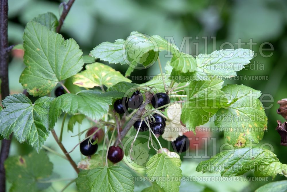 Ribes Ben Lomond (Black Currant) 1 