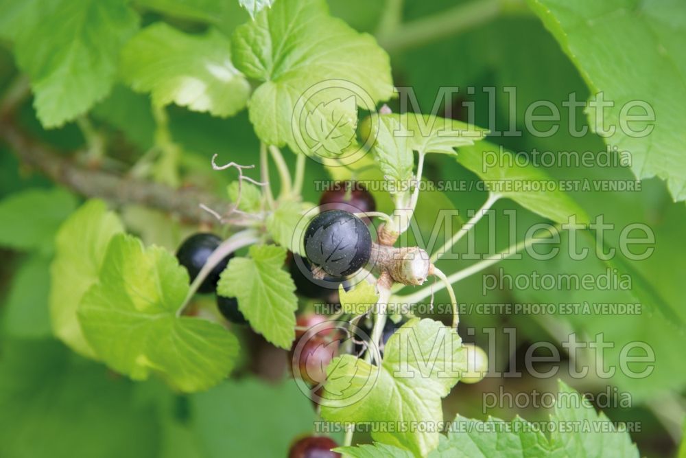 Ribes Titania (Black Currant) 4 