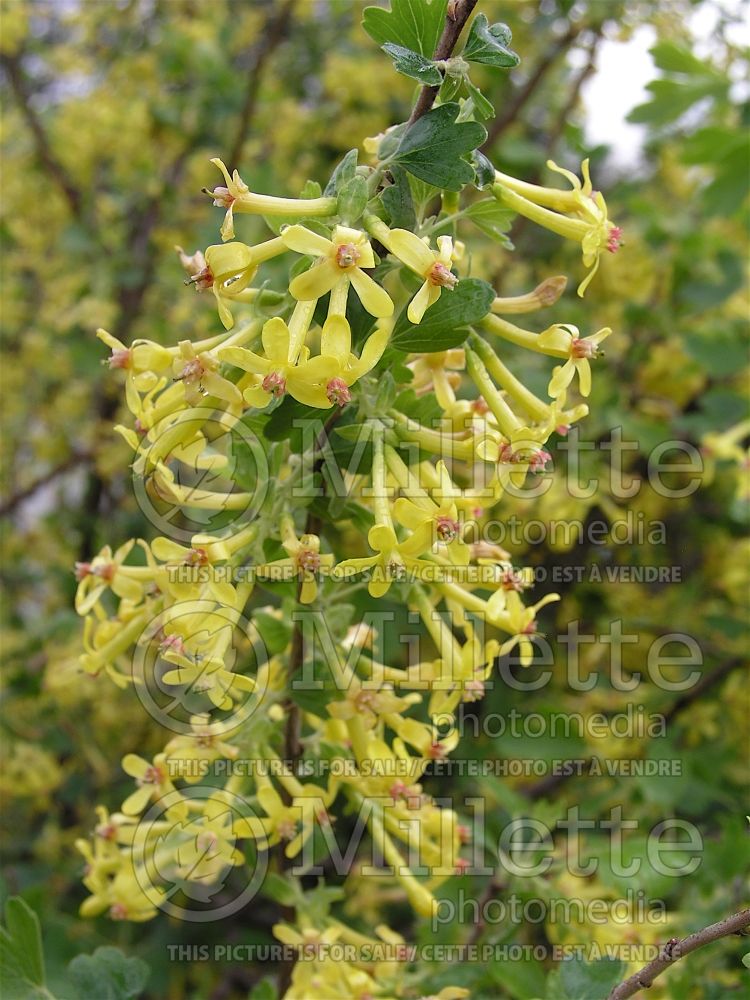 Ribes Crandall (Clove Currant) 1 