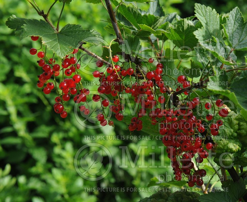 Ribes Red Lake (Red Currant) 10 
