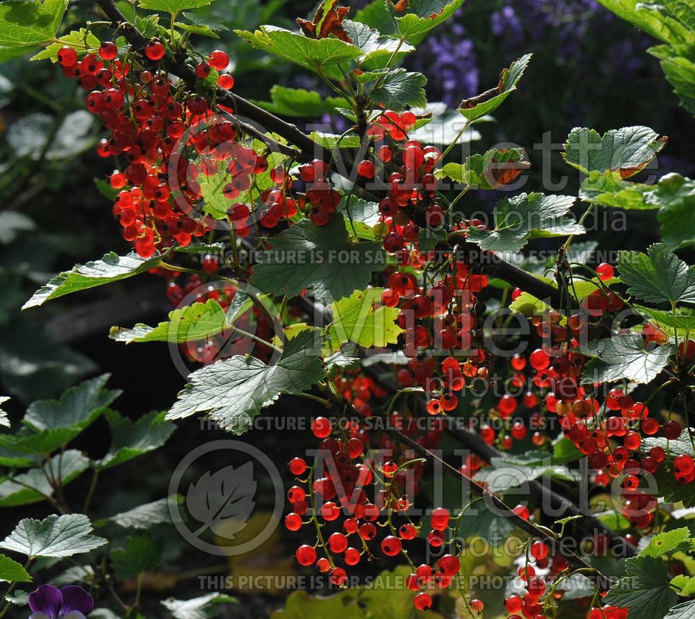 Ribes Red Lake (Red Currant) 11 