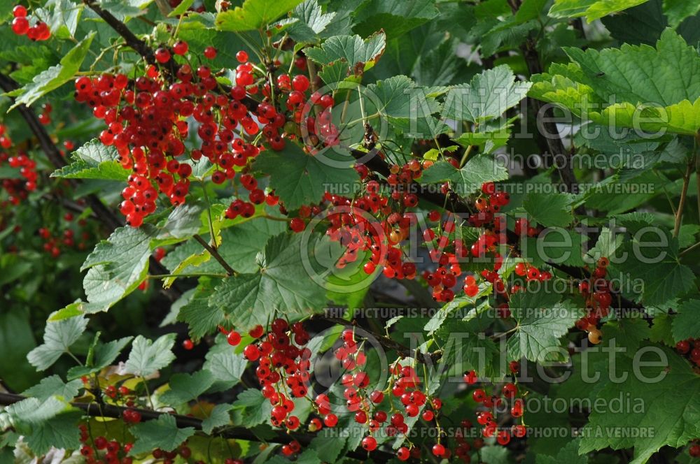 Ribes Red Lake (Red Currant) 12 