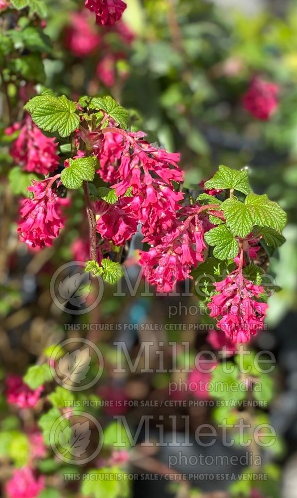 Ribes King Edward VII (Currant) 2