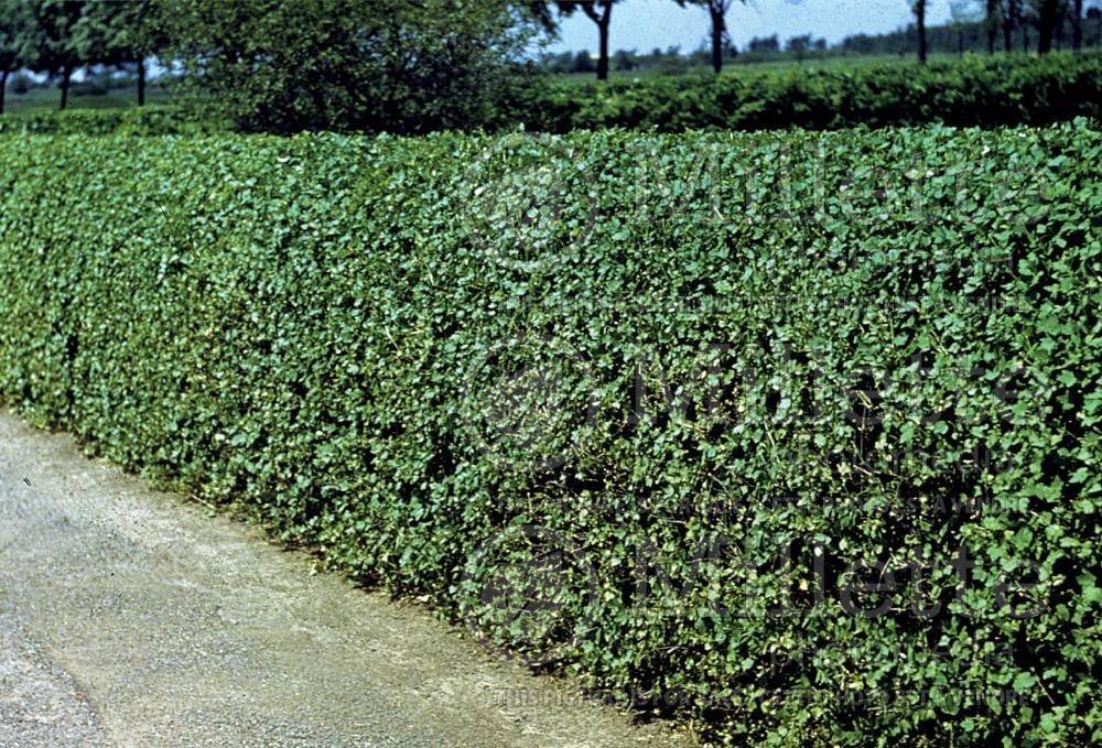 Ribes alpinum - hedge (Alpine Currant) 1