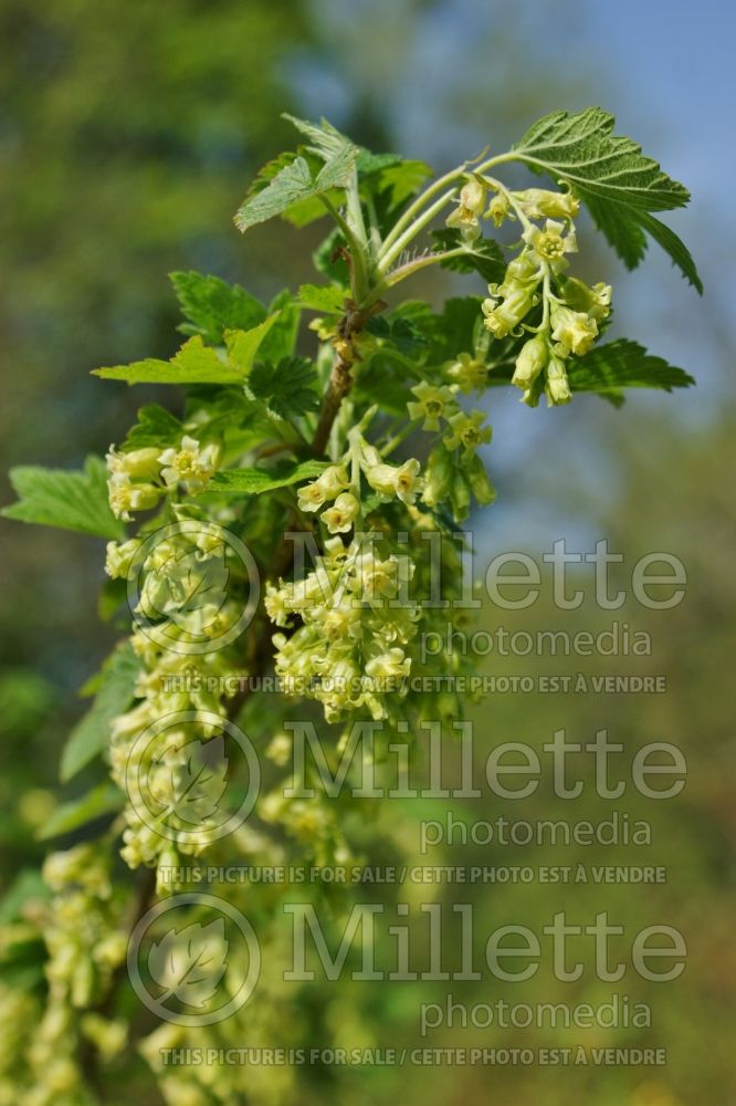 Ribes americanum (Gooseberry) 2 