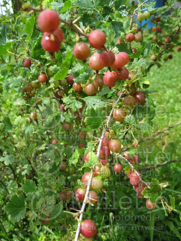 Ribes Pixwell (Gooseberry) 1 