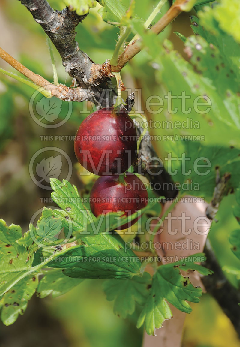 Ribes hirtellum (Gooseberry) 1 