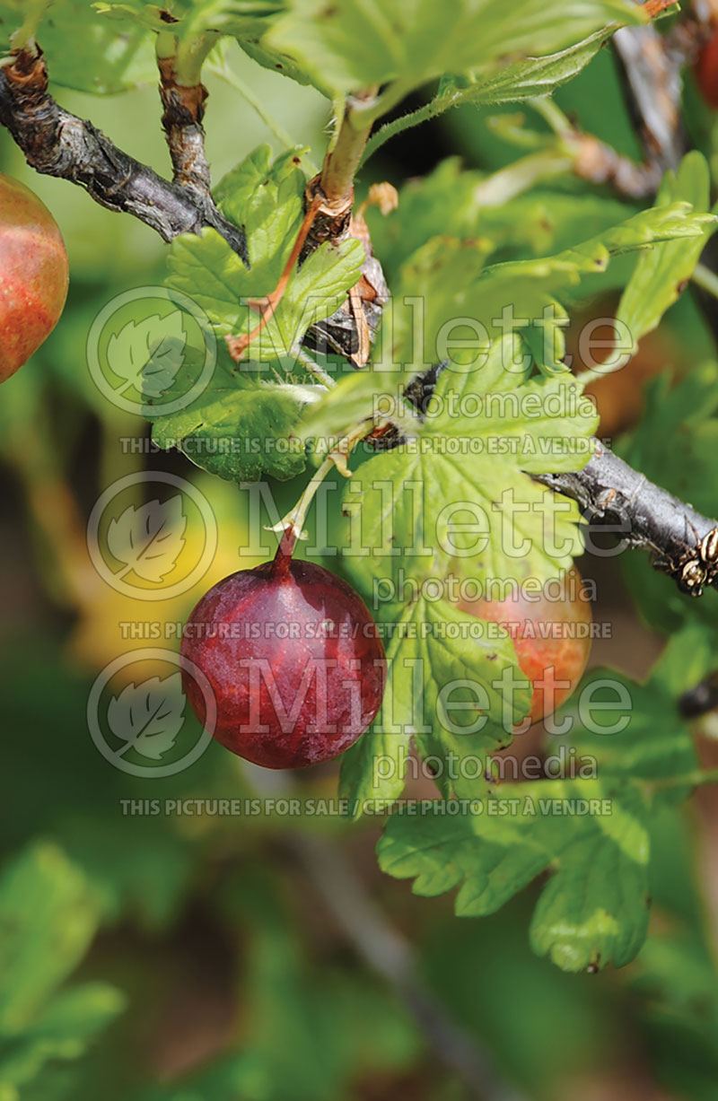 Ribes hirtellum (Gooseberry) 2 