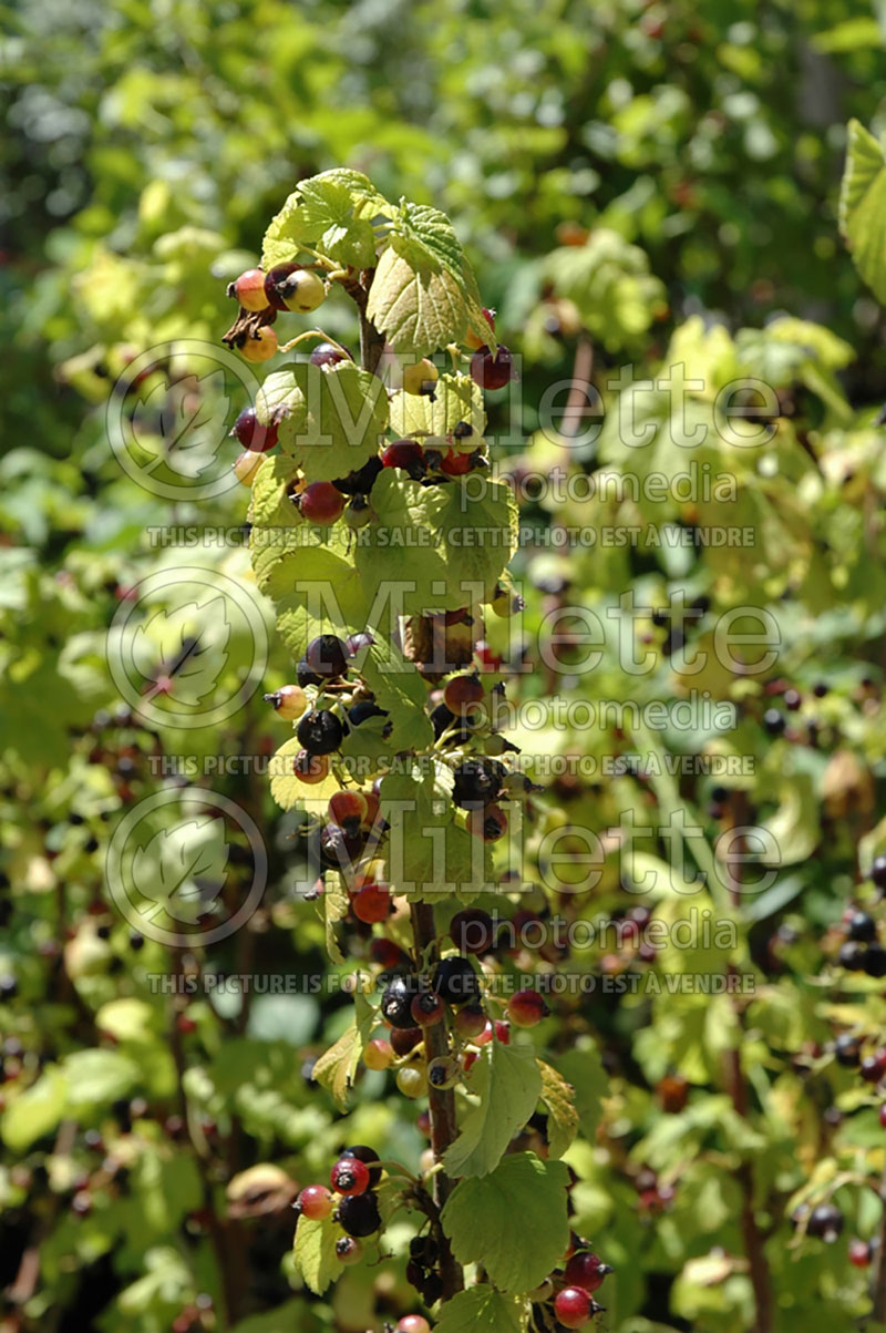 Ribes Consort (Black Currant) 4 