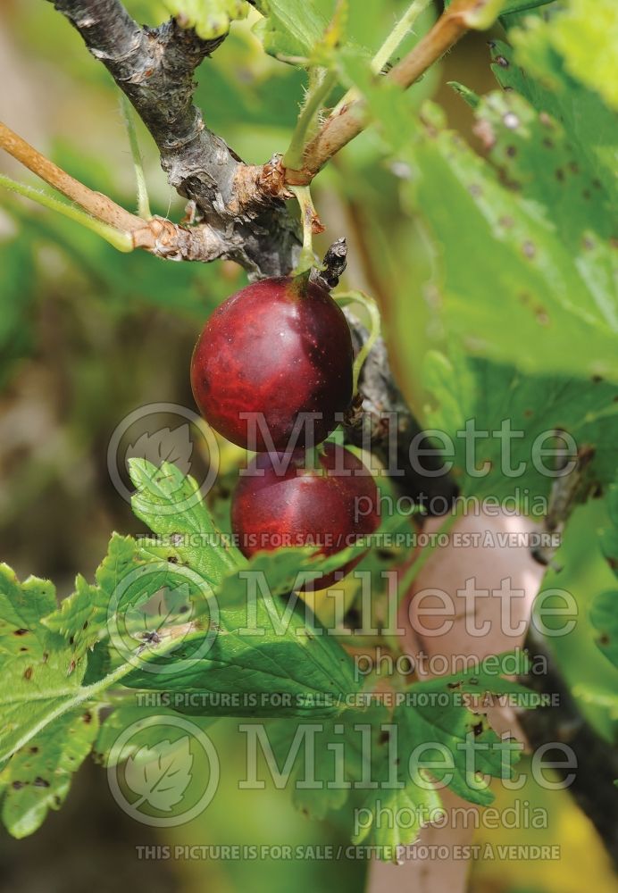 Ribes Jahn's Prairie (Gooseberry) 1 