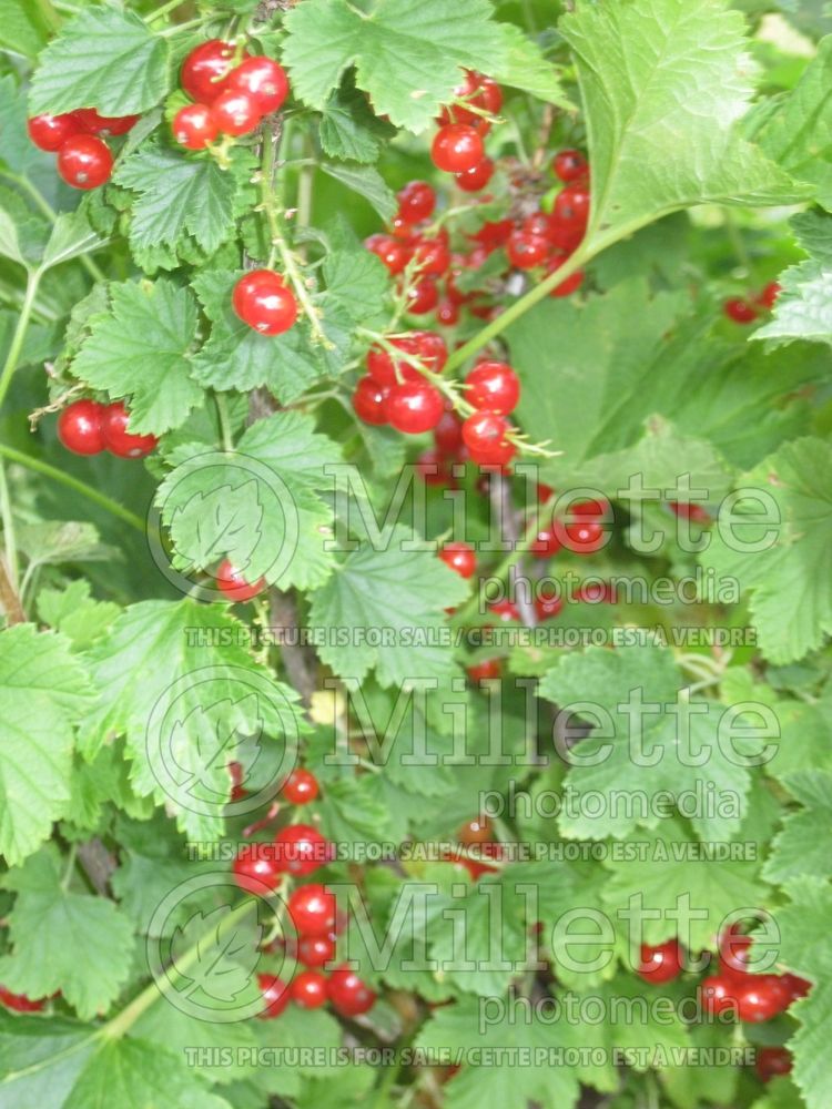 Ribes Red Cherry (Red current) 1 