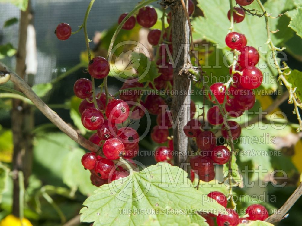 Ribes Red Lake (Red Currant) 8 