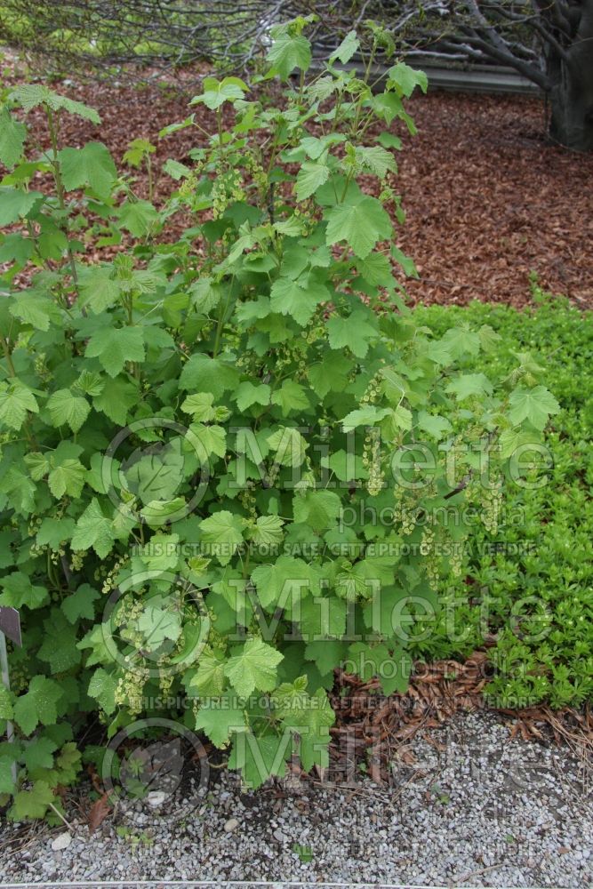 Ribes Red Lake (Red Currant)  1