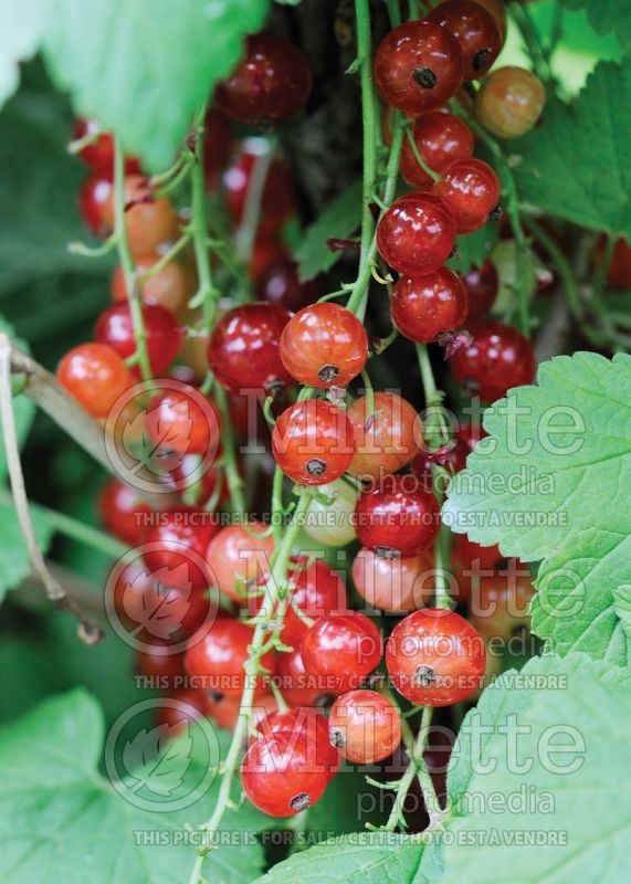 Ribes Red Lake (Red Currant) 5 