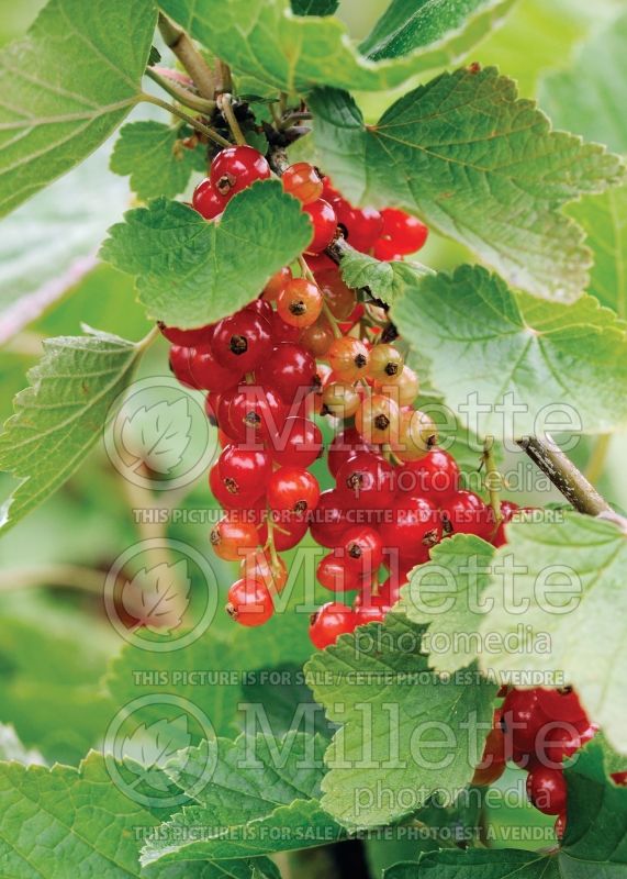 Ribes Red Lake (Red Currant) 6 