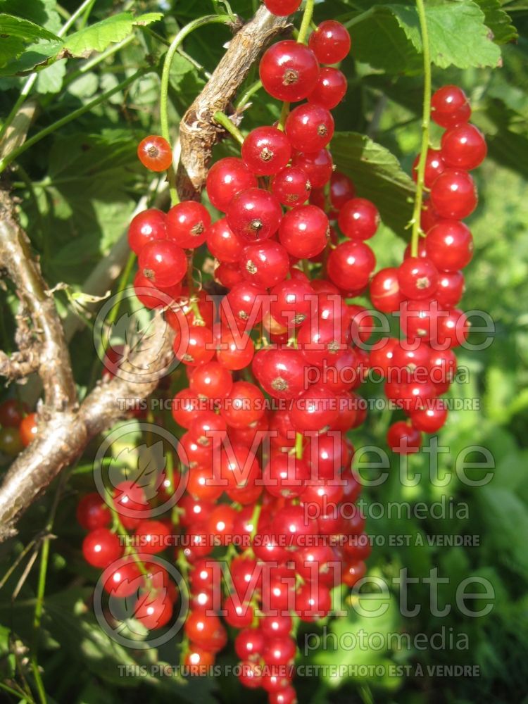 Ribes Rovada (Currant) 1