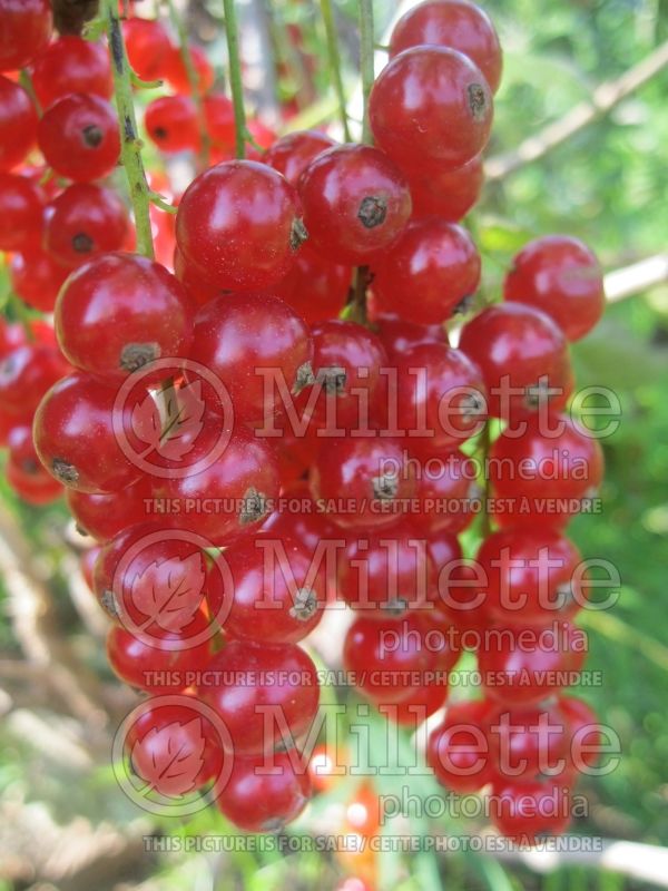 Ribes Rovada (Currant) 3