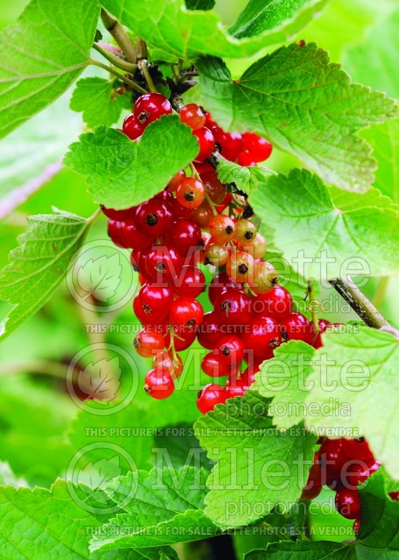 Ribes Rovada (Currant) 5