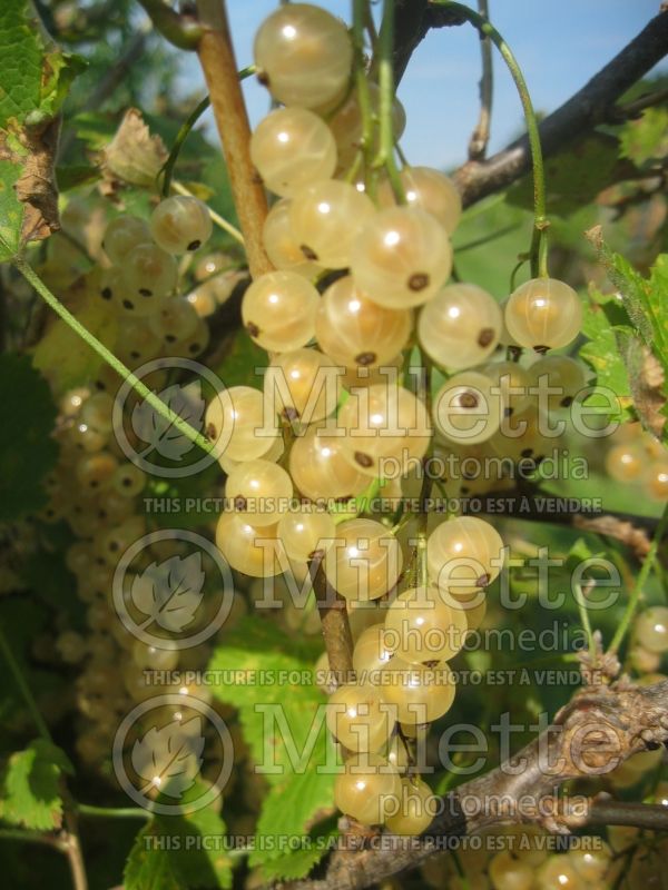 Ribes White Pearl (Currant) 7