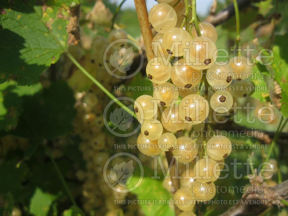 Ribes White Pearl (Currant) 8