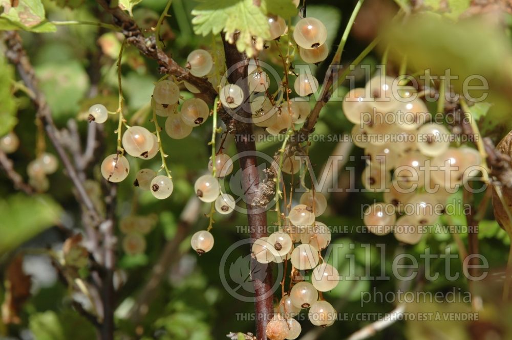 Ribes White Pearl (Currant) 3