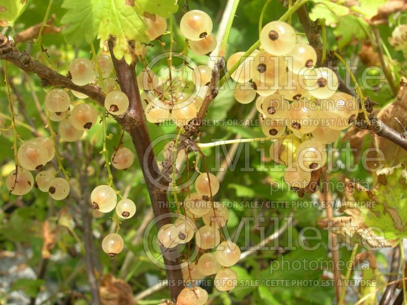 Ribes White Pearl (Currant) 5