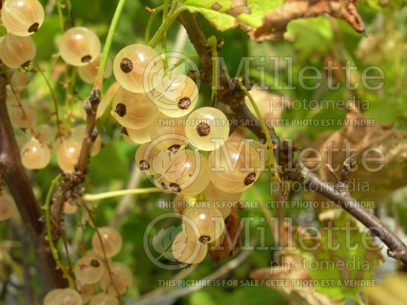 Ribes White Pearl (Currant) 6