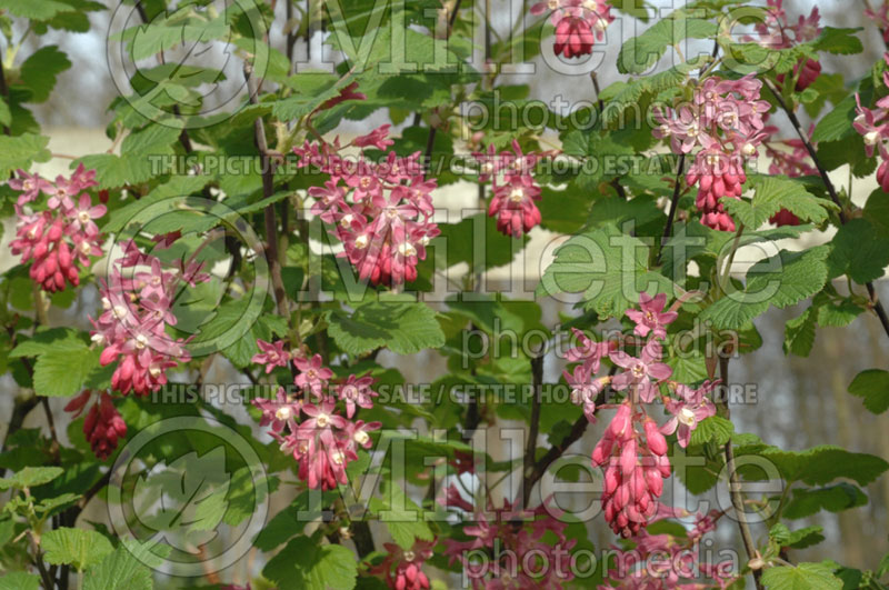 Ribes sanguineum (Currant) 2 