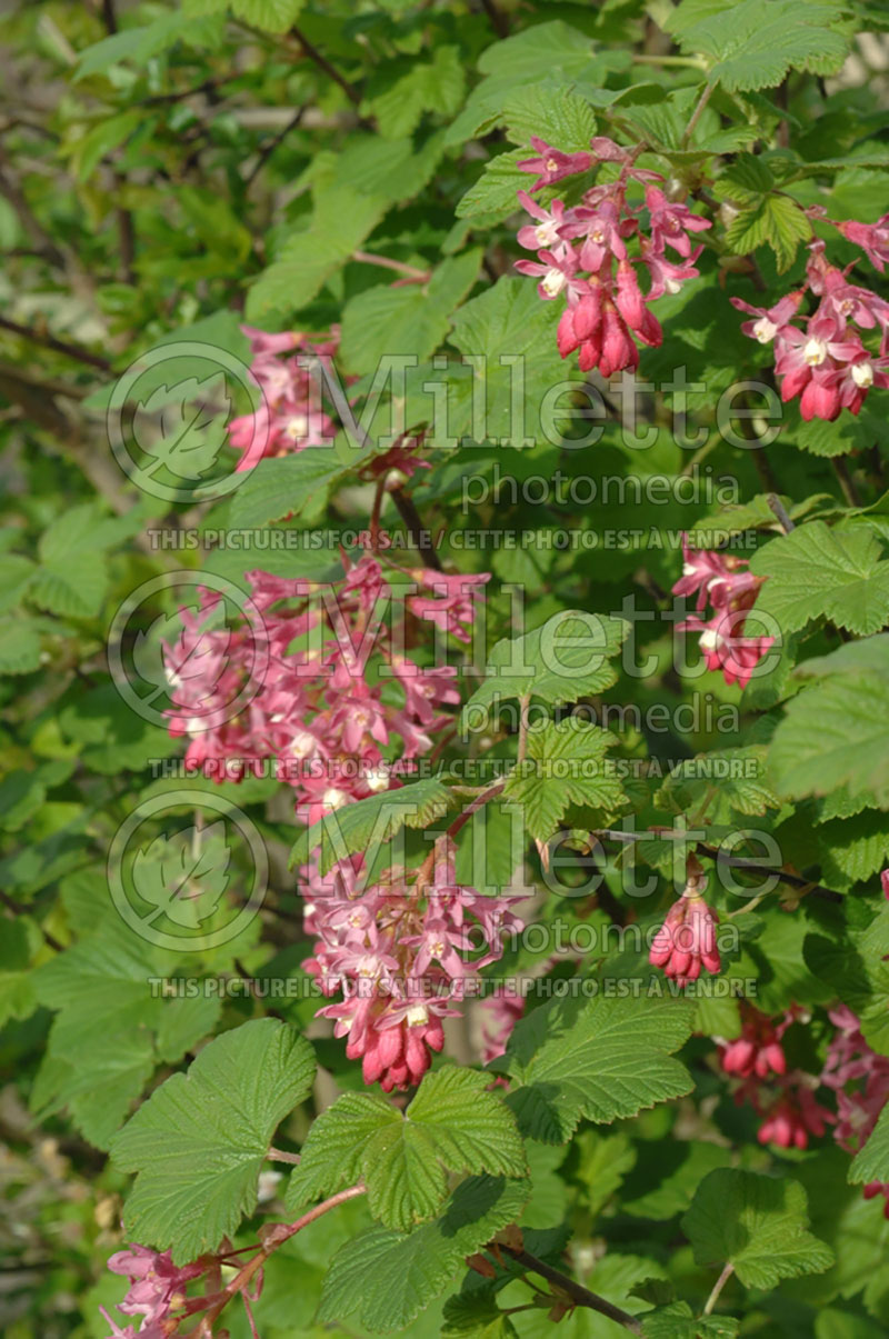 Ribes sanguineum (Currant) 3 