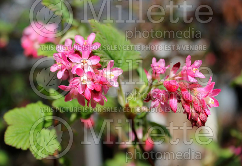 Ribes sanguineum (Currant) 1 