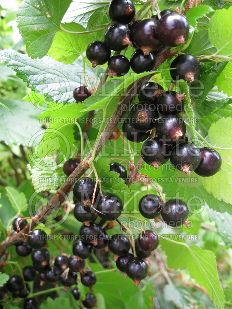 Ribes Titania (Black Currant) 2 