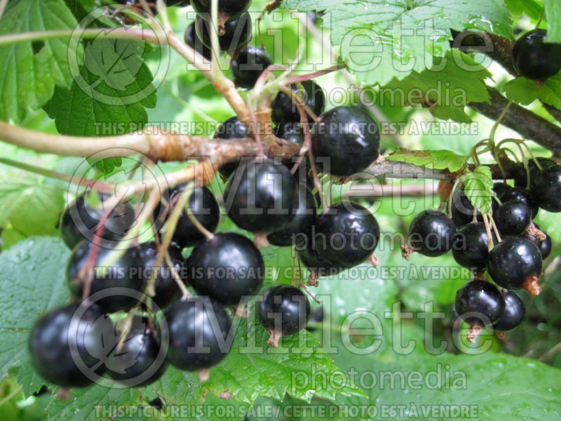 Ribes Titania (Black Currant) 3 