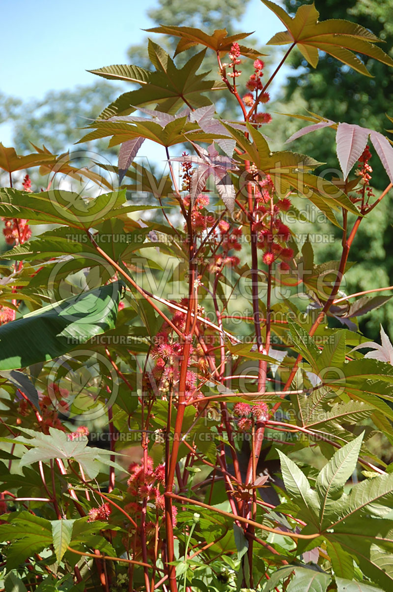 Ricinus Carmencita (castor oil plant)  1