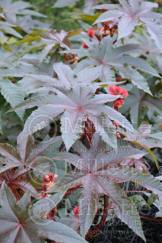 Ricinus New Zealand Purple (castor oil plant)  1