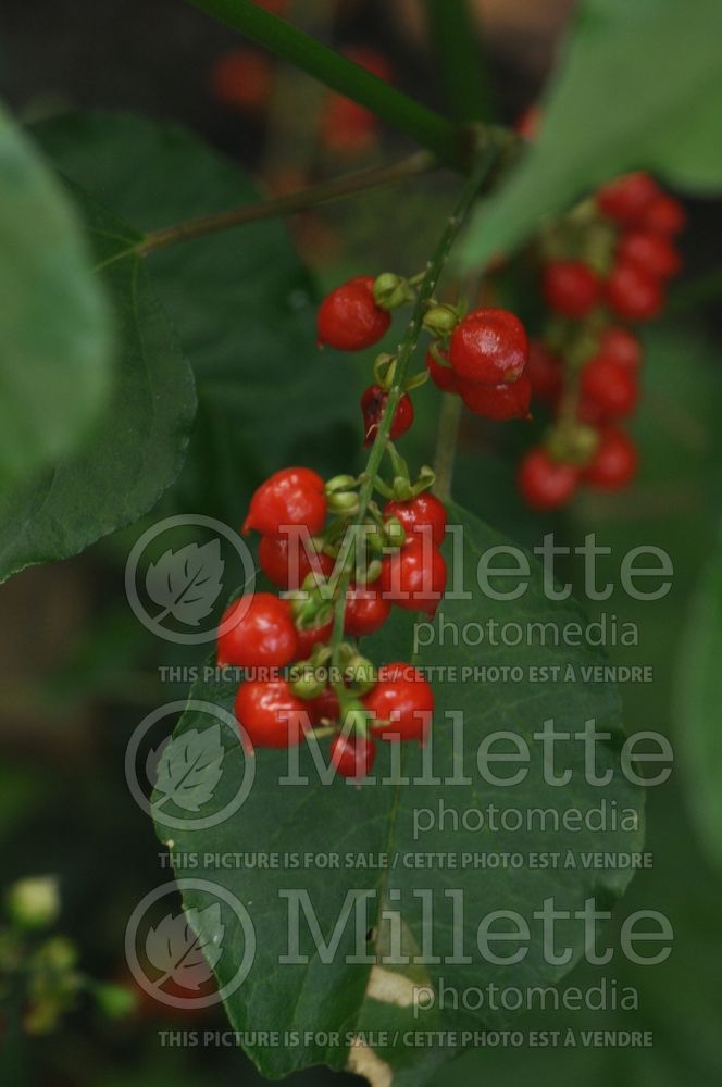 Rivina humilis (Pigeonberry, Rouge Plant, Baby-peppers, Bloodberry) 7