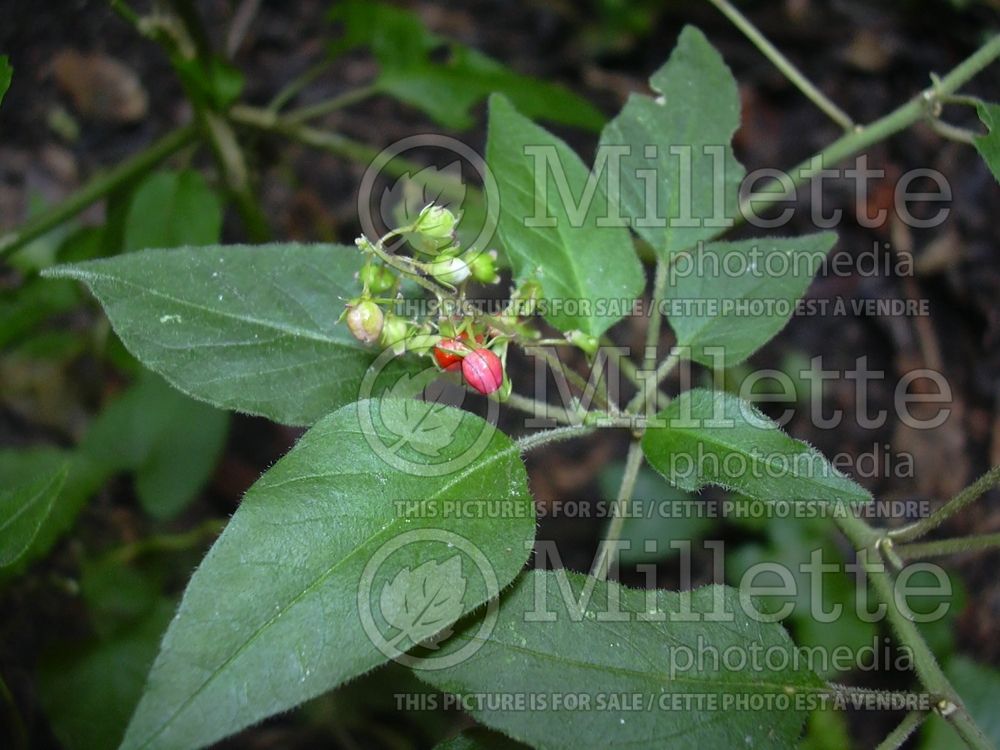 Rivina humilis (Pigeonberry, Rouge Plant, Baby-peppers, Bloodberry) 5