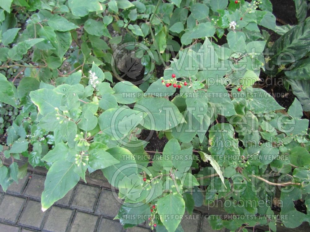 Rivina humilis (Pigeonberry, Rouge Plant, Baby-peppers, Bloodberry) 3