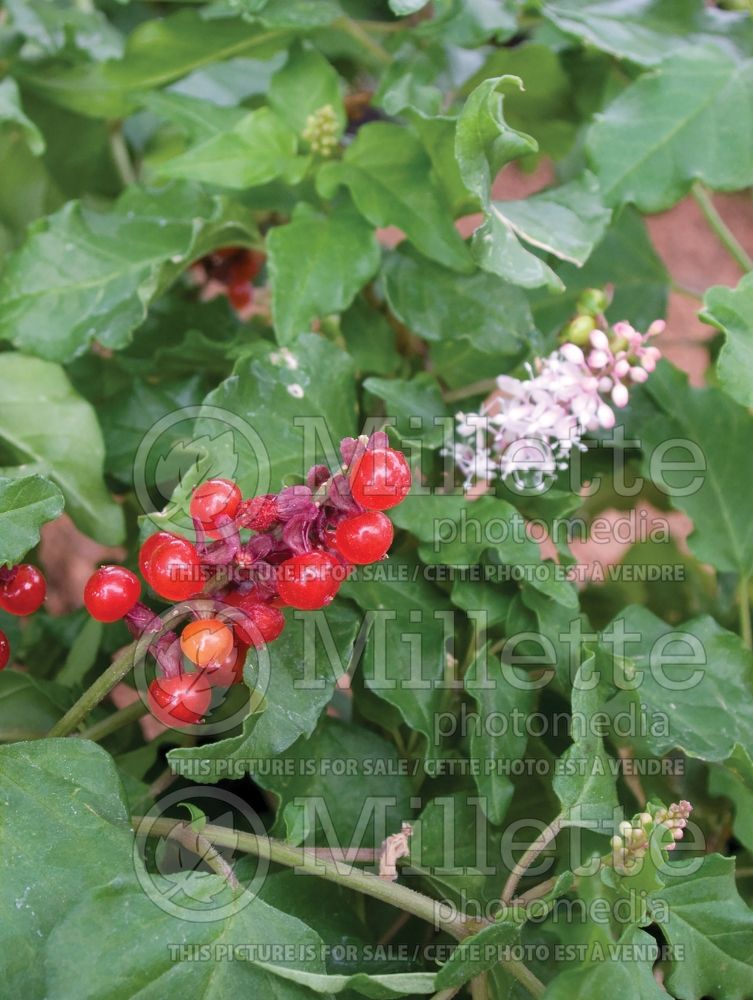 Rivina humilis (Pigeonberry, Rouge Plant, Baby-peppers, Bloodberry) 2