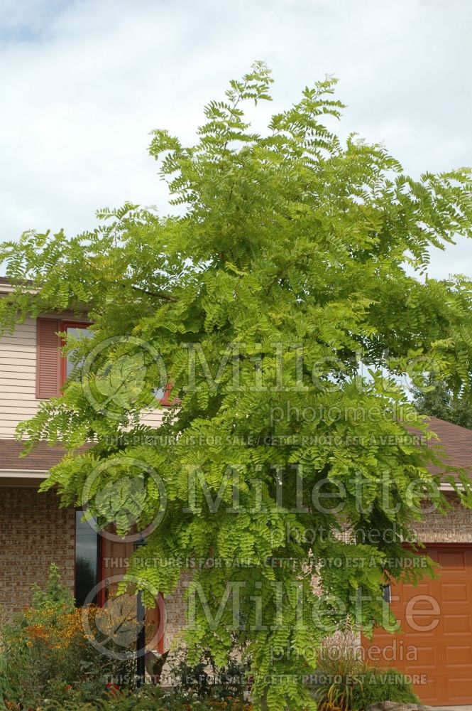 Robinia Frisia (Lacelady Locust) 1