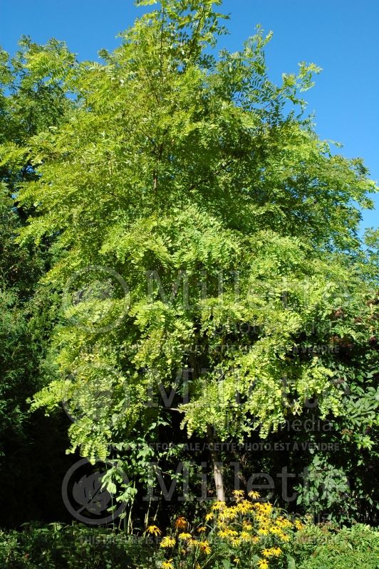 Robinia Frisia (Lacelady Locust) 2