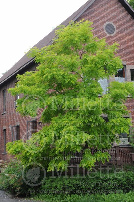 Robinia Frisia (Lacelady Locust) 4