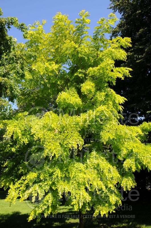 Robinia Frisia (Lacelady Locust) 5