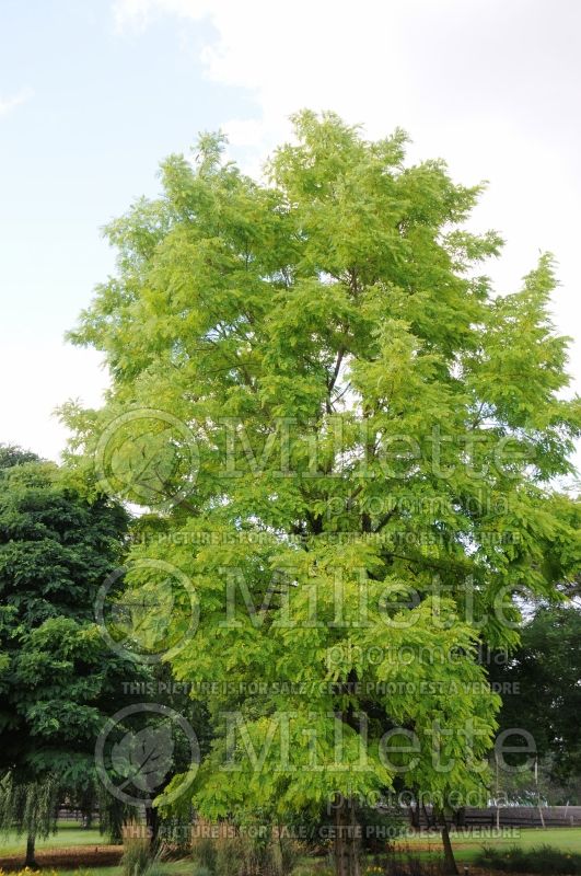 Robinia Frisia (Lacelady Locust) 6