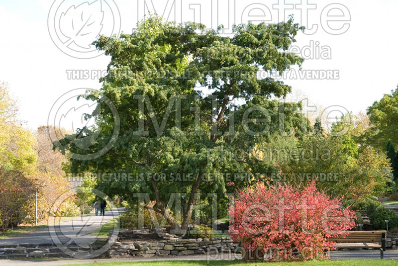 Robinia Lace Lady or Twisty Baby  (Lacelady Locust) 4 