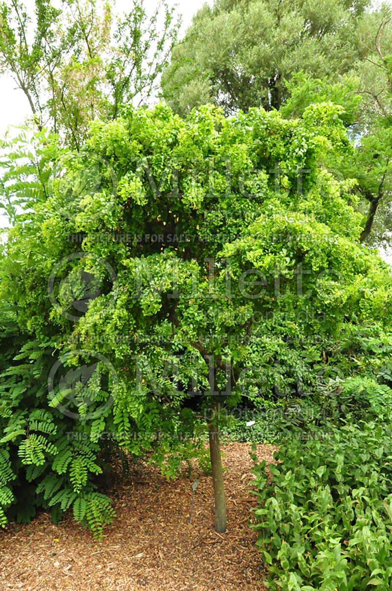 Robinia Lace Lady or Twisty Baby  (Lacelady Locust) 8 