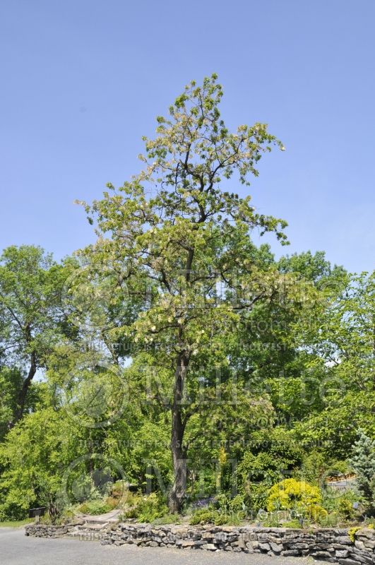 Robinia Lace Lady or Twisty Baby  (Lacelady Locust) 12