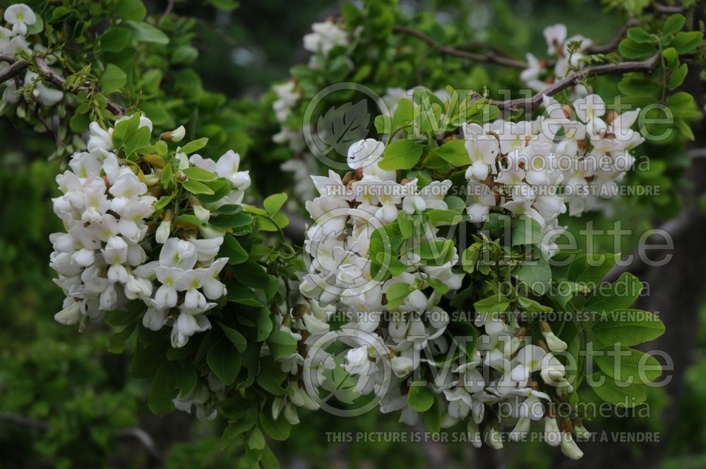 Robinia Lace Lady or Twisty Baby  (Lacelady) Locust) 2 