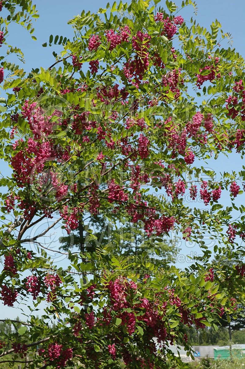 Robinia Purple Robe (Black Locust)  2