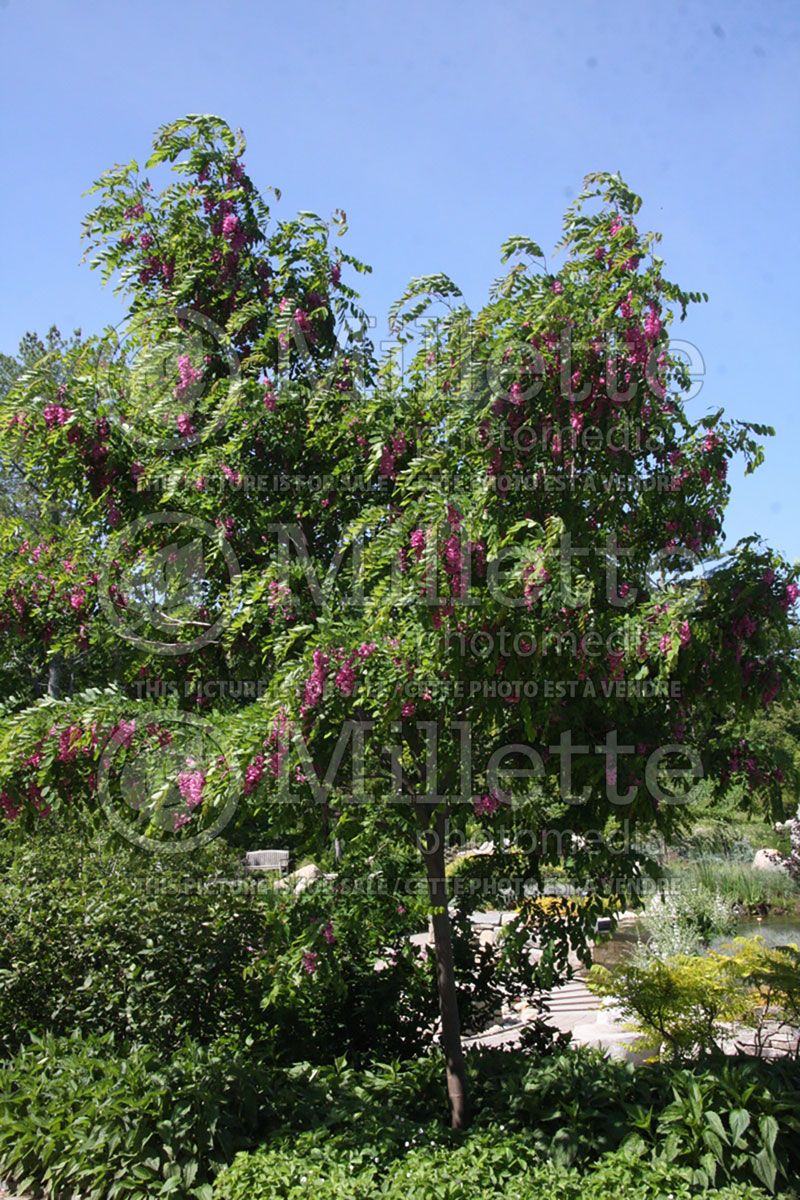 Robinia Purple Robe (Black Locust)  1